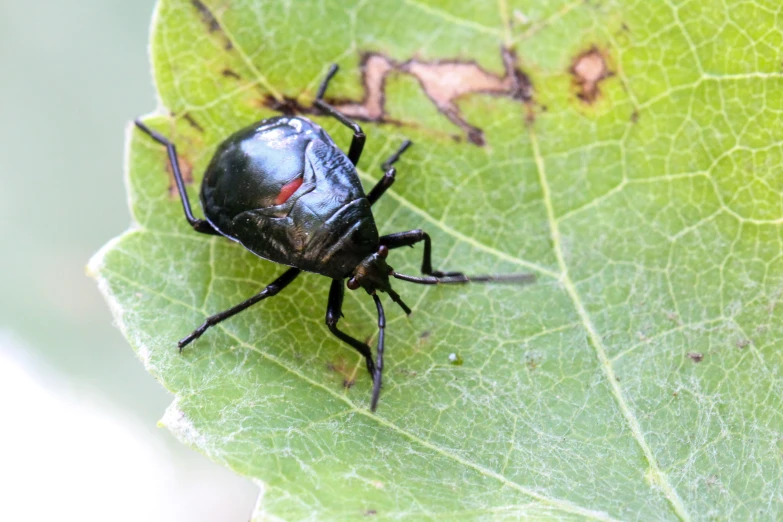 a beetle sitting on top of a green leaf