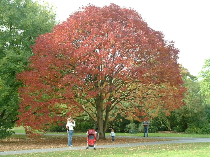 a tree with red leaves in the middle of a park