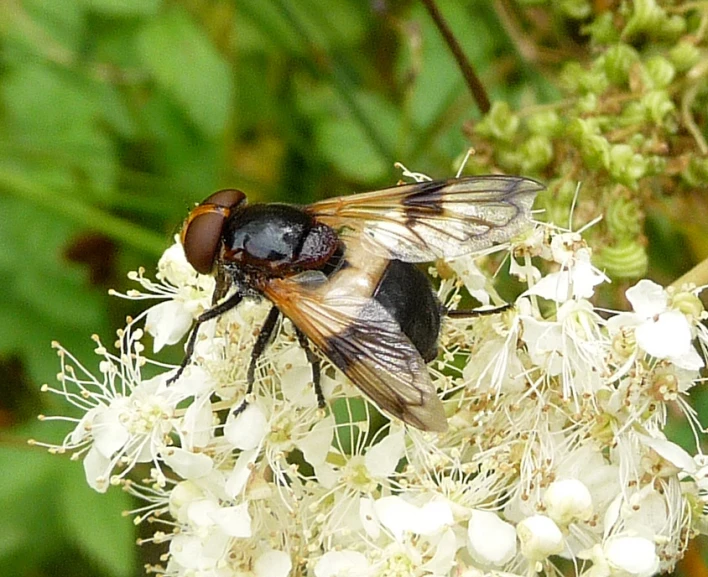 close up of a fly sitting on a white flower