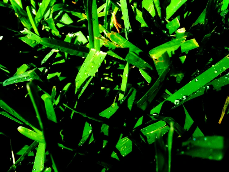 a close up view of some grass with dew drops on it