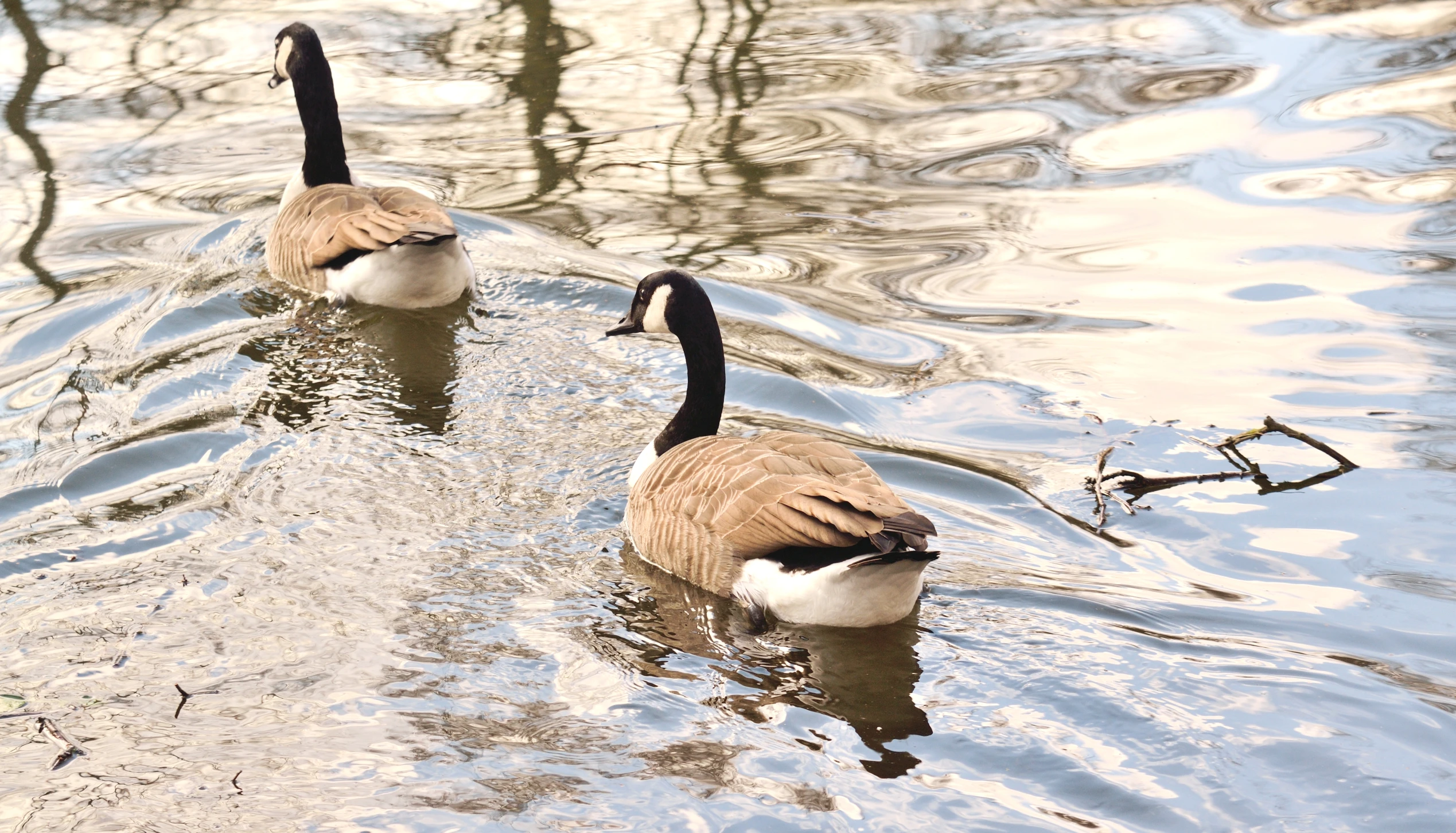 two geese swimming in shallow water near each other