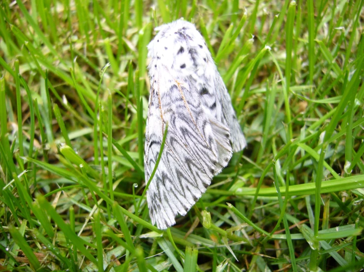 the white feathered moth is sitting in the grass