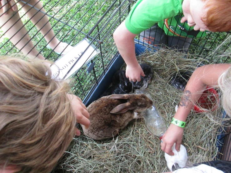 s petting a rabbit in a pen with hay and other small items