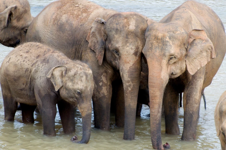 a group of elephants bathing in the water