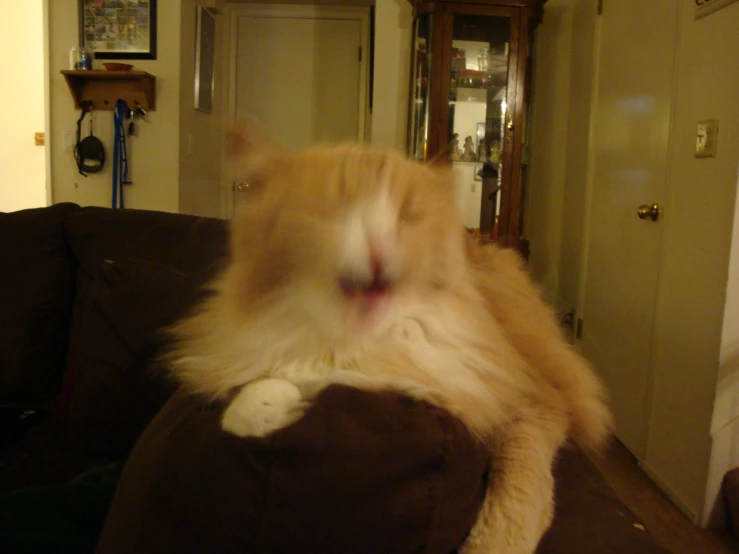 an orange cat laying down and sticking its tongue out