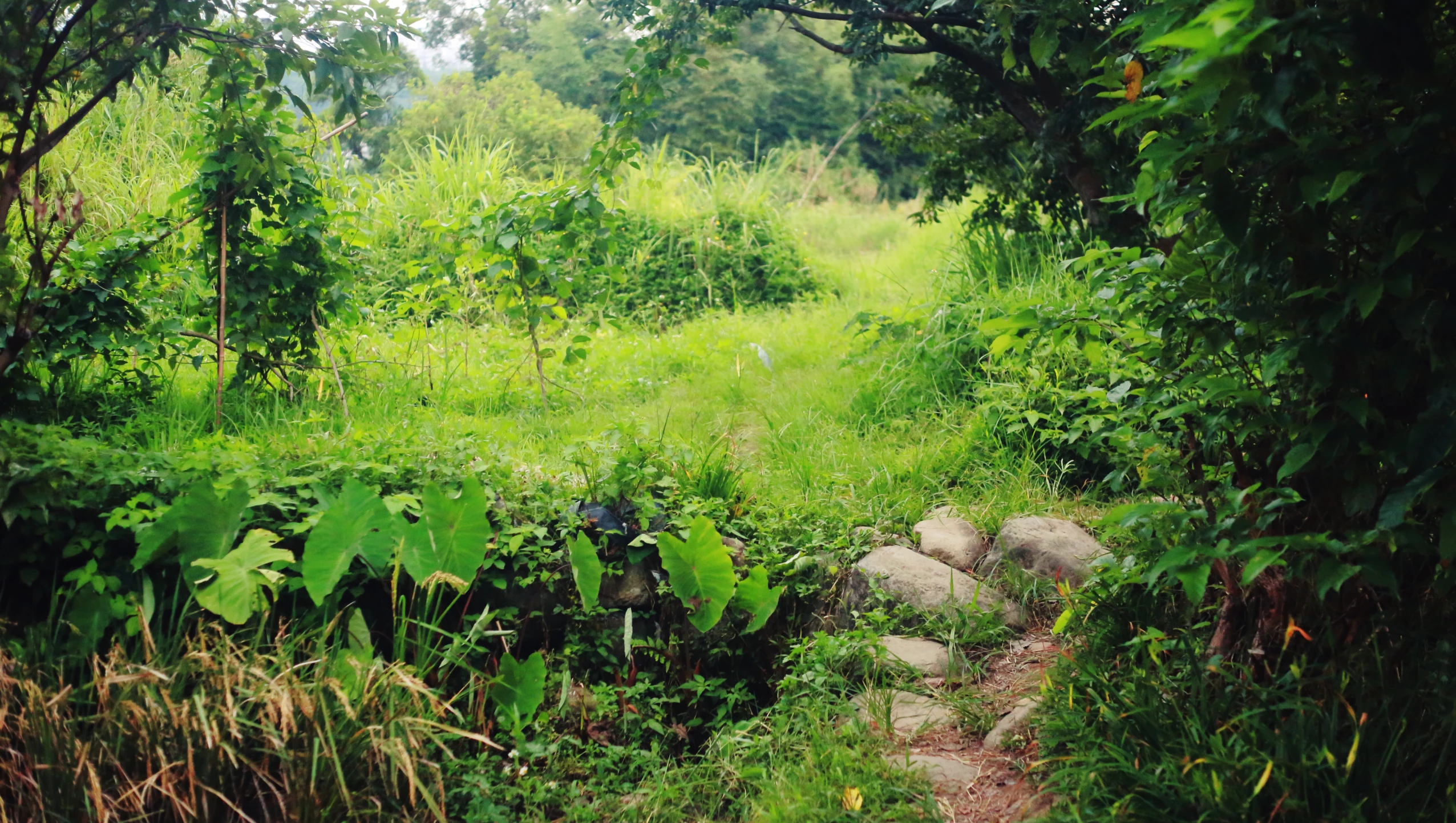 a dirt path running through a lush green jungle