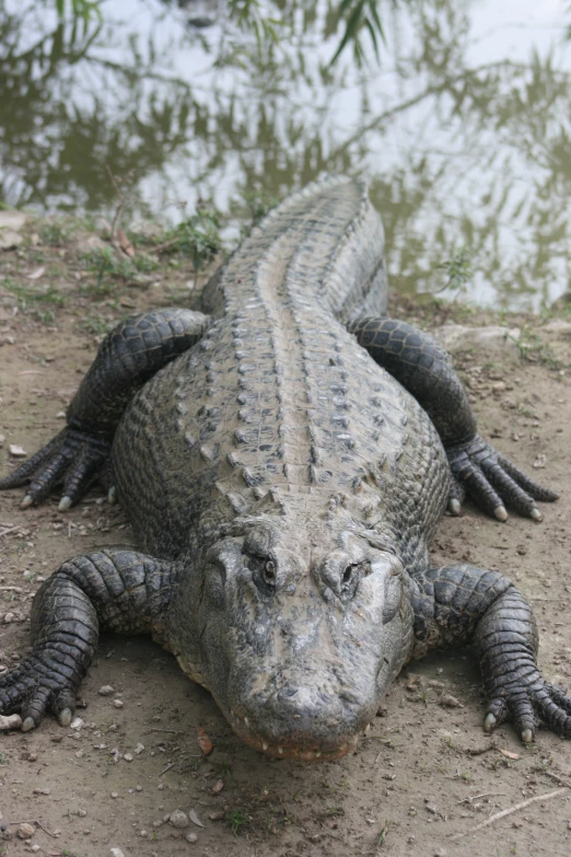 a close up of a alligator laying in the dirt