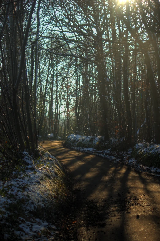 a snowy forest is in the sunlight with tall trees