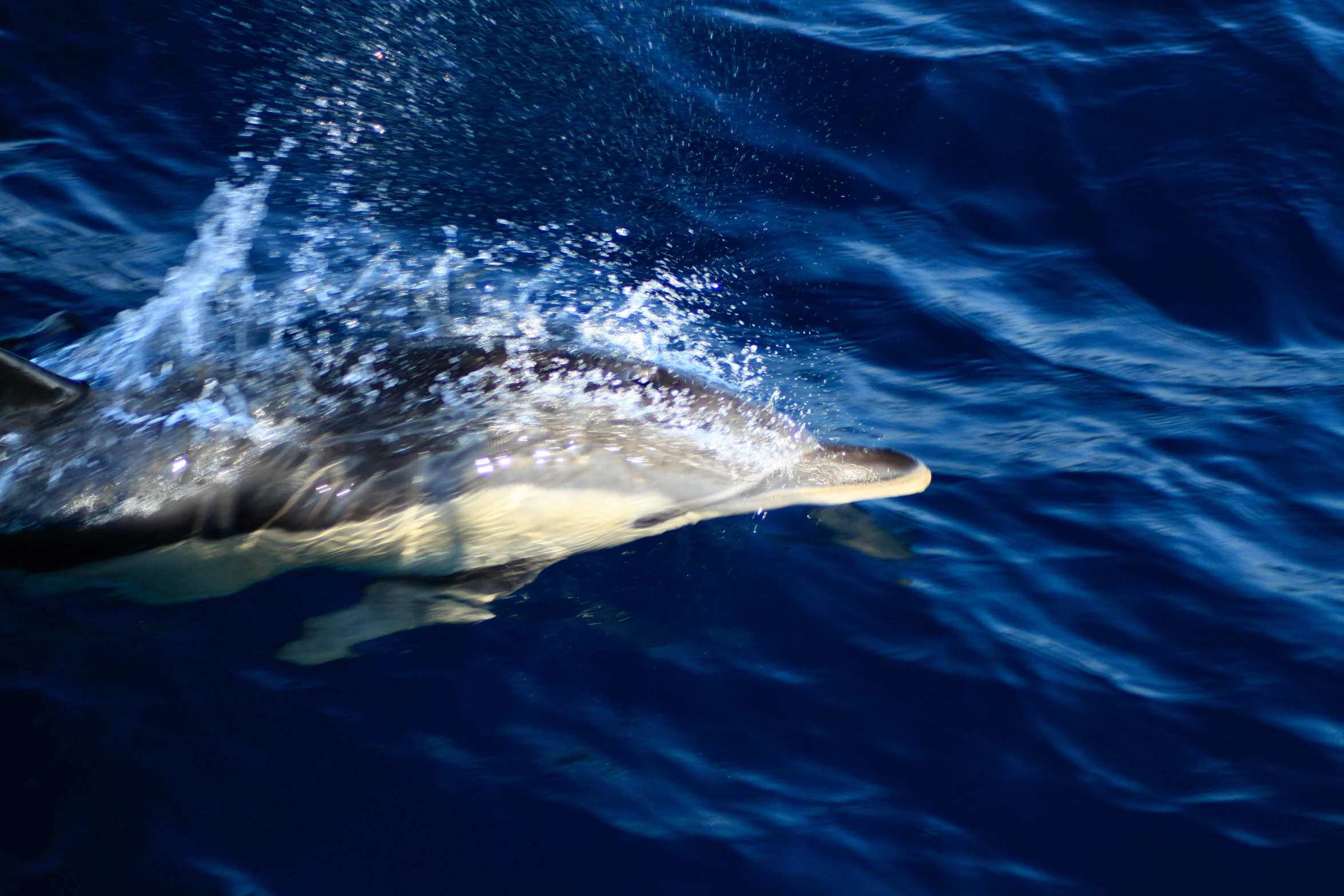 an dolphin swims under the surface as it looks like its smiling