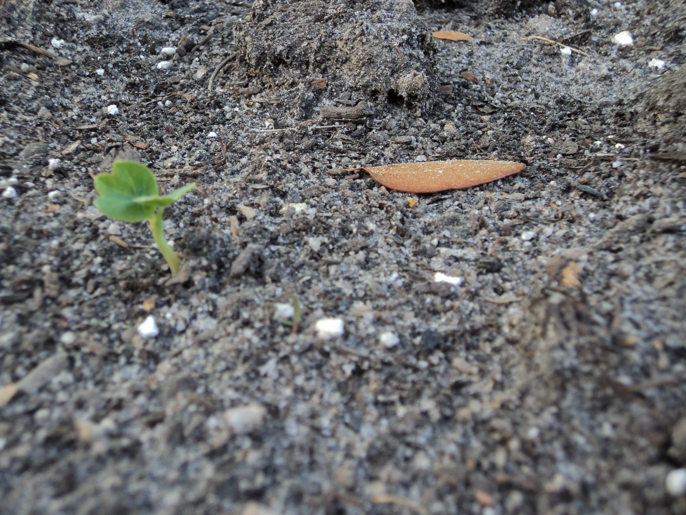 a closeup of a small plant sprouting from the ground