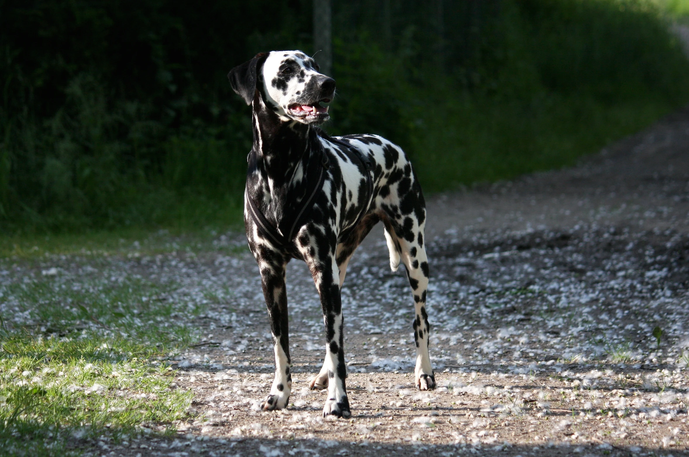 a black and white spotted dog with a wide, flat head