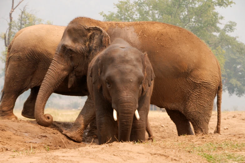 an adult elephant walking along with a young one