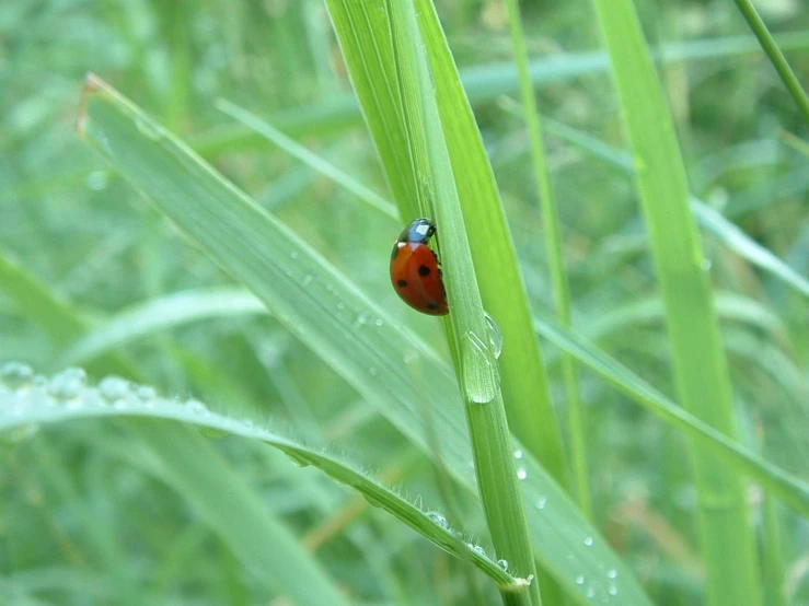 a red bug sitting on a blade of green grass