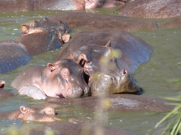 several hippos in water with their mouths open
