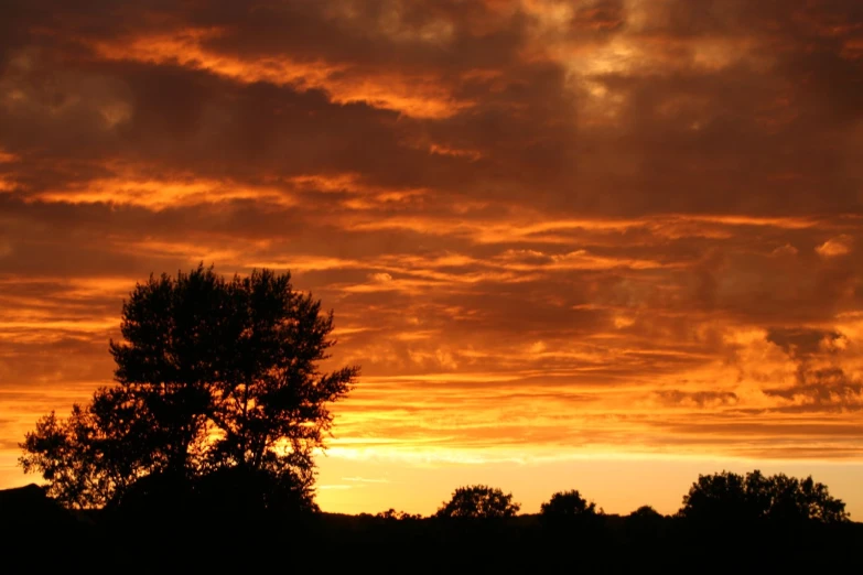 the silhouette of trees against a red sunset