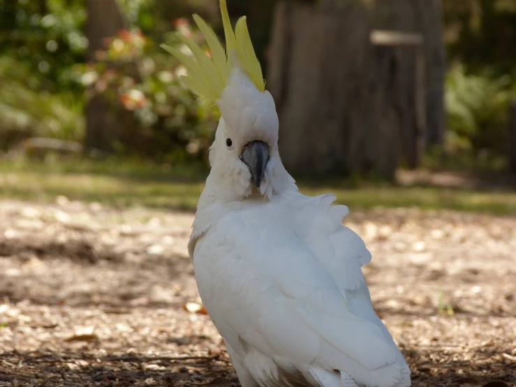 a white cockatoo standing in the woods, looking around