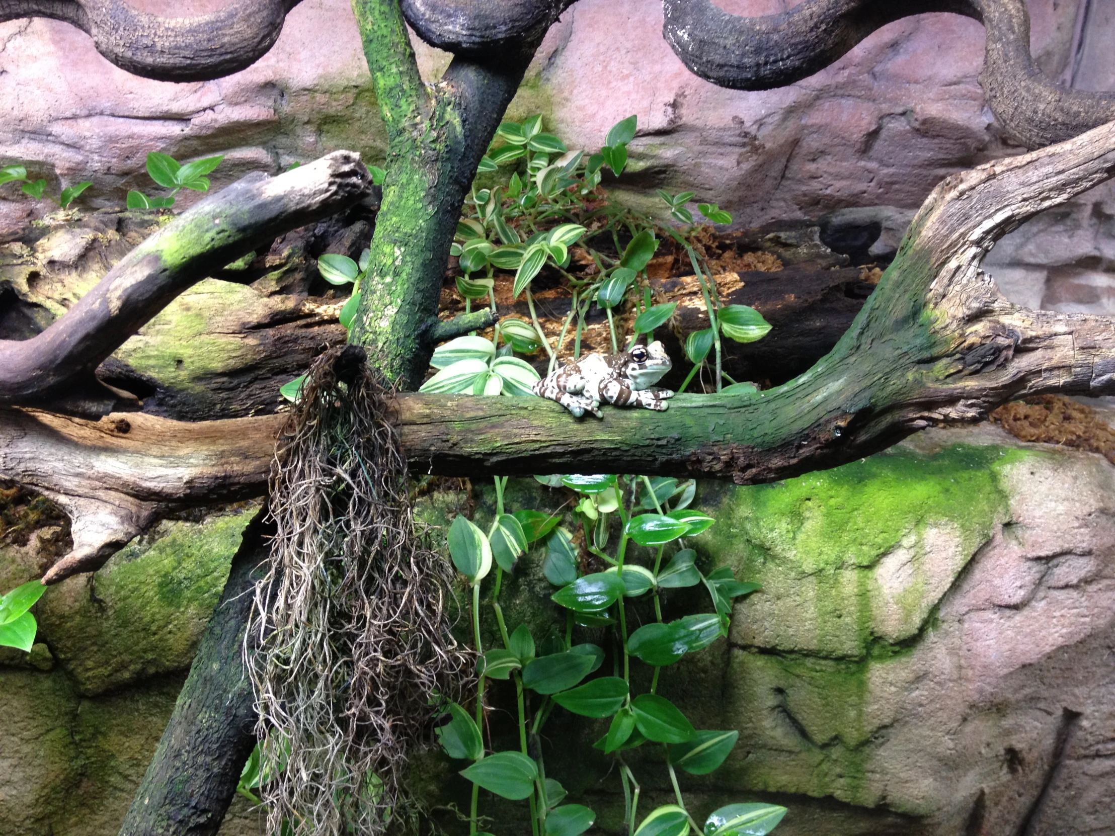 a large tree in a small enclosure with a very high hanging nch