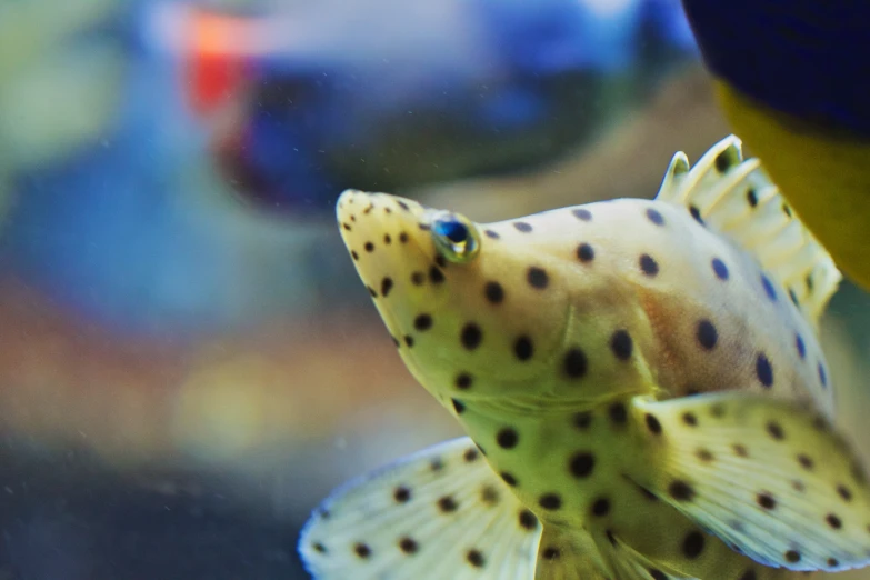 this close up picture shows the back end of a small fish