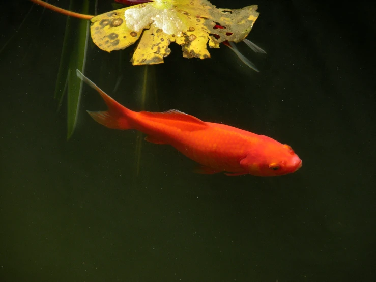 a couple of orange fish swimming on top of a lake