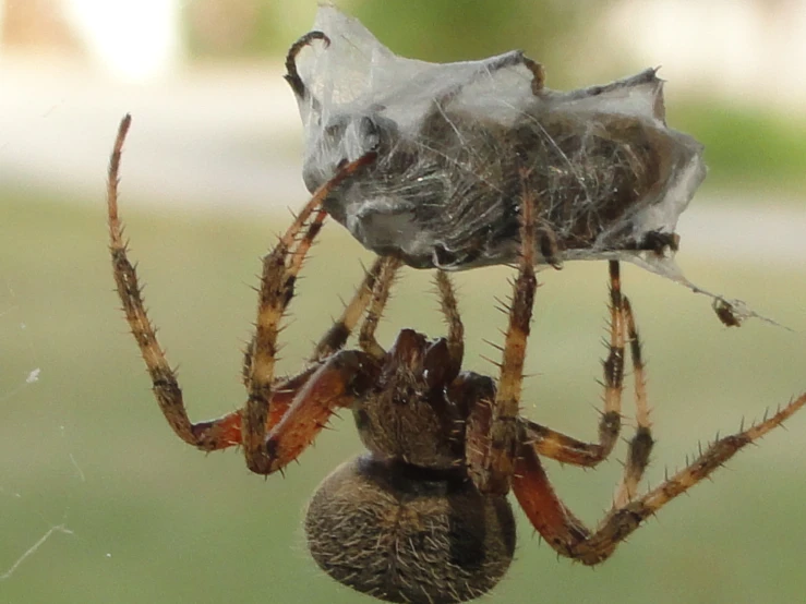 spider with web - enveloping in its web - of - web enclosure