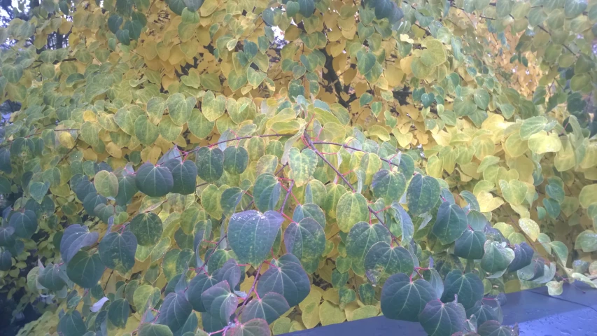 a big bush full of leaves growing over some cement