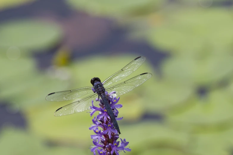 a green dragon flys over a purple flower