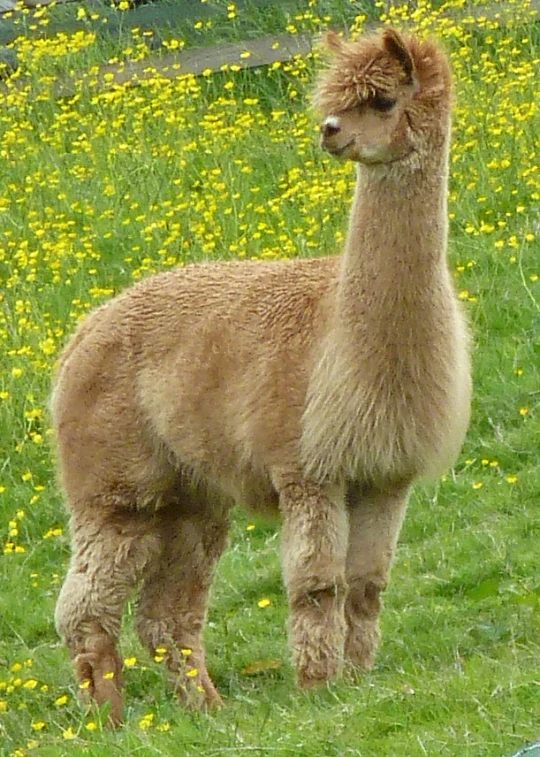 a brown llama in a green grass covered field