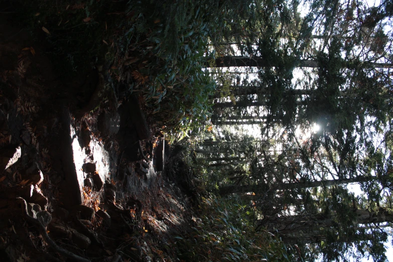 an uphill hiking trail surrounded by tall, thick trees