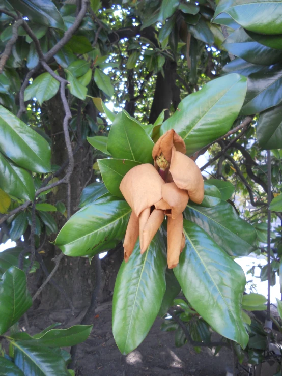 a large nch of plant with green leaves and an orange flower