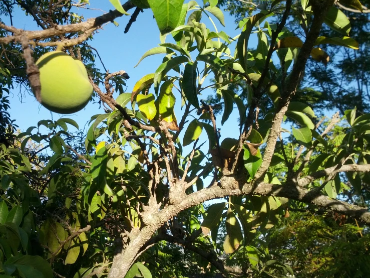 an apple tree with a ripe fruit on it