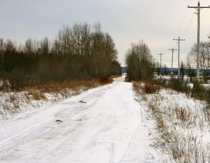 the winter scenery features snow, trees, and tracks