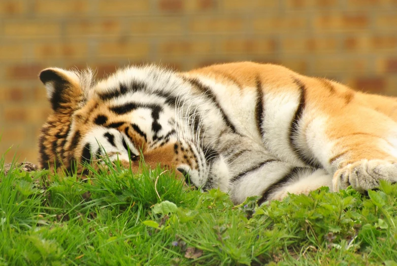 a tiger laying in the grass next to a building