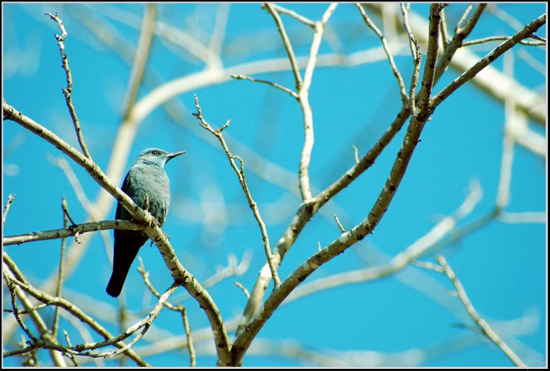 a blue bird sitting on top of a tree nch