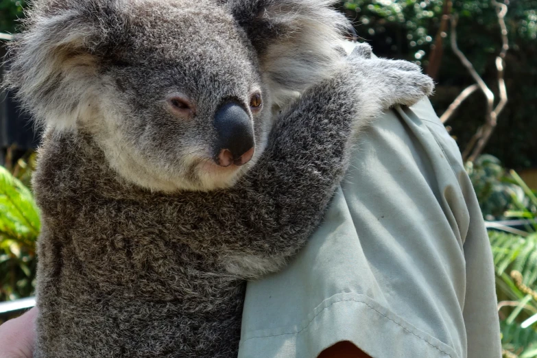 a man holds up a big cute koala