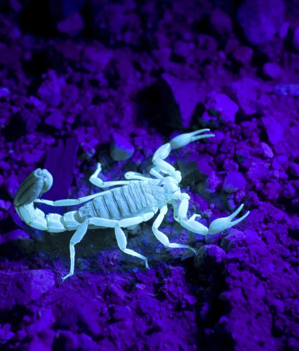 a scorpion is glowing purple in the dark
