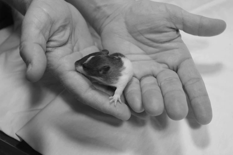 a baby rodent in the palm of someones hands