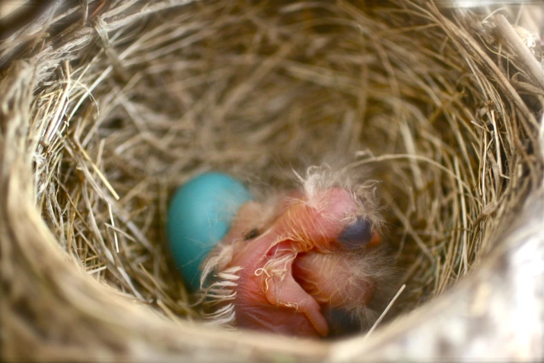 a nest with three baby blue birds in it