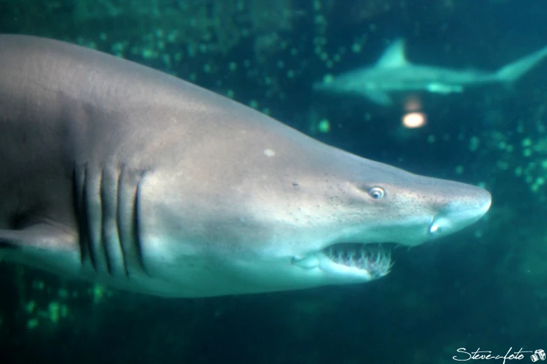 a large shark is shown in a po taken underwater