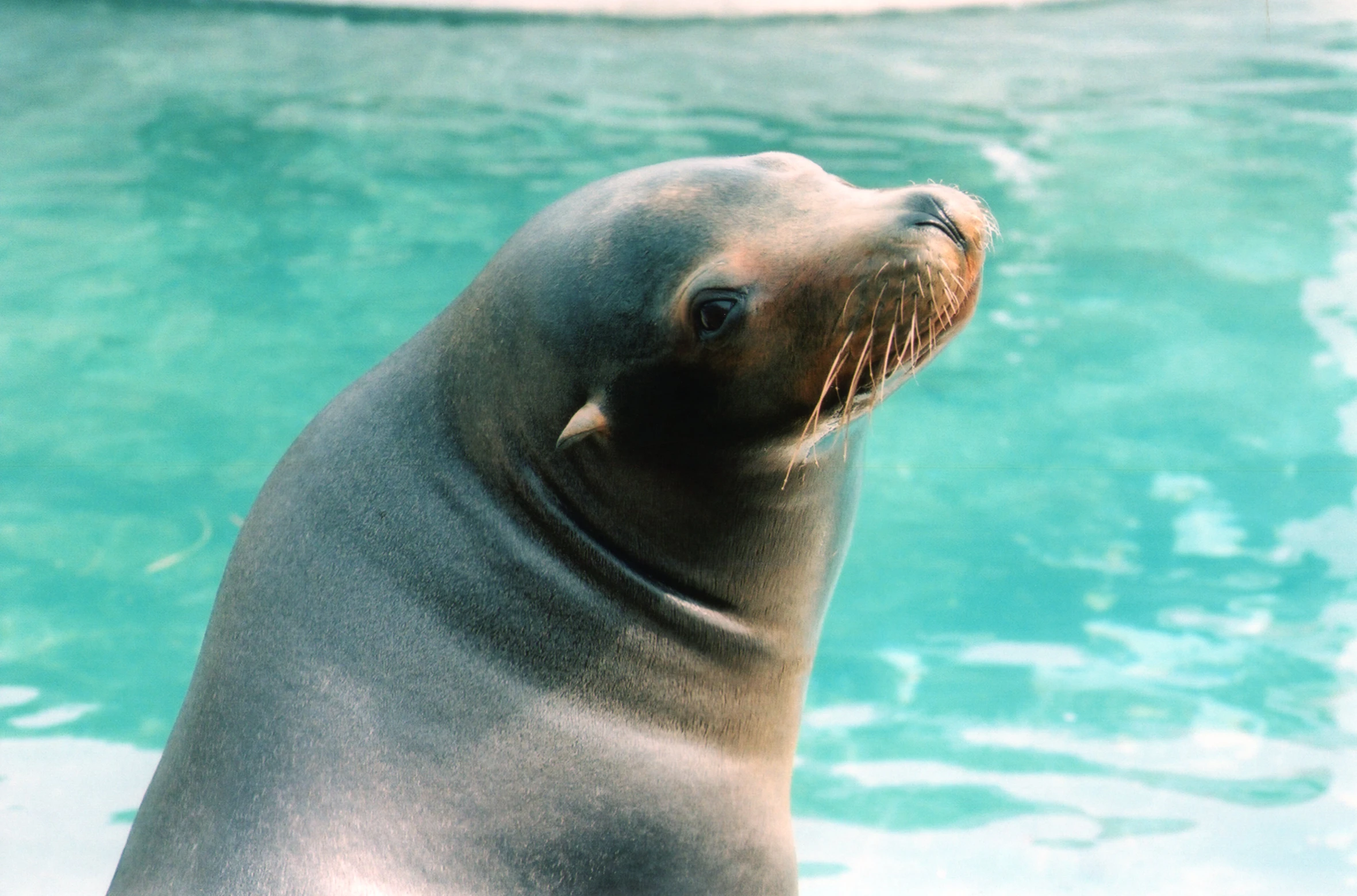 a sea lion with its mouth open while standing next to a water fountain