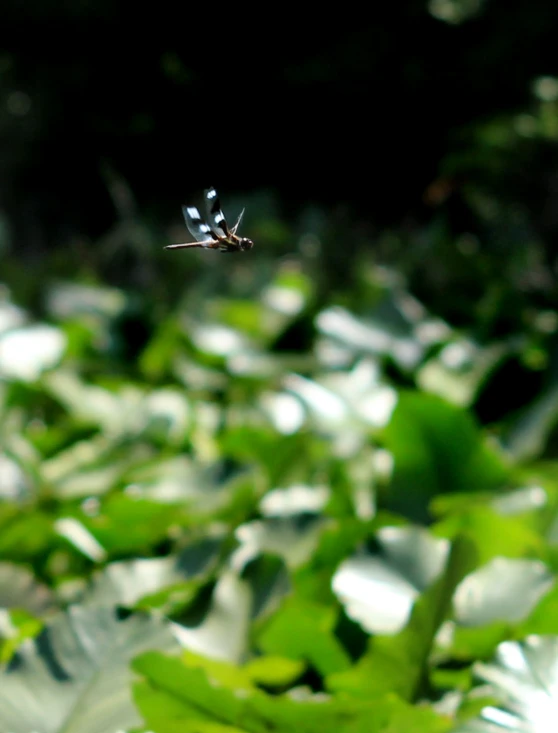 a spider that is flying over leaves