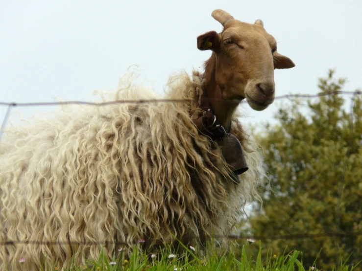 an animal with curly hair and horns is looking at the camera