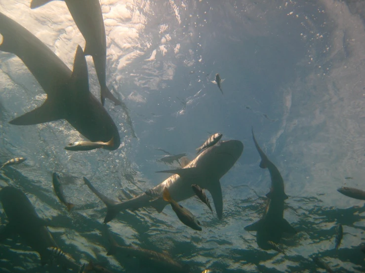 large school of sharks in water on clear day