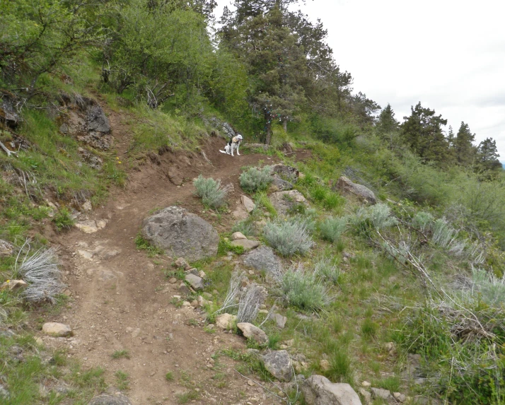 a dirt path surrounded by rocks and shrubbery