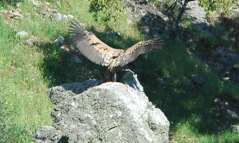 a brown bird on top of a rock in a green grassy area