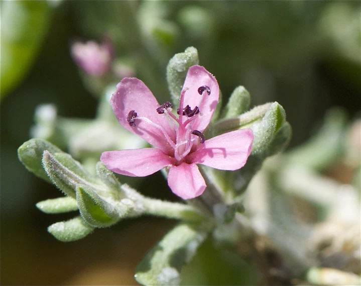 a small pink flower with green leaves