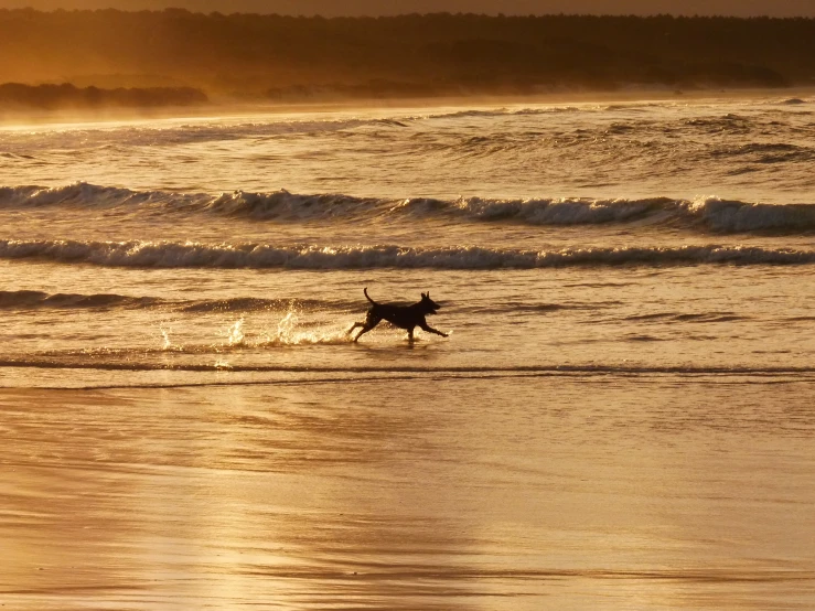 there is a dog running in the ocean