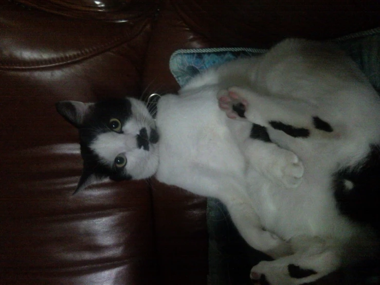 two white cats sitting on each other on a leather couch