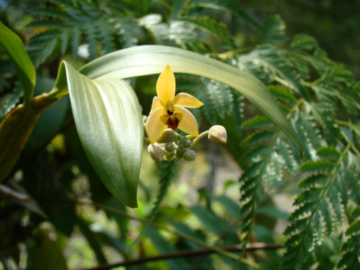 a flower that is growing from some leaves