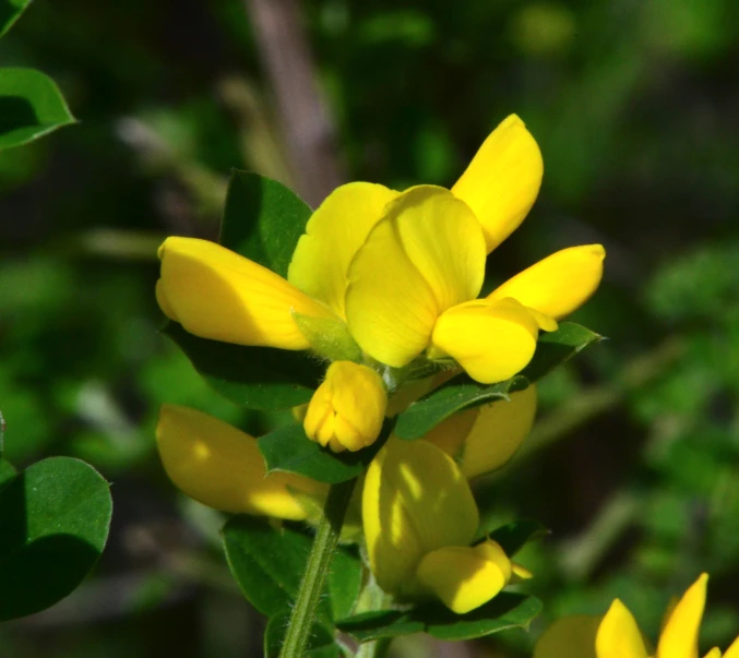 yellow flowers with green leaves in a garden