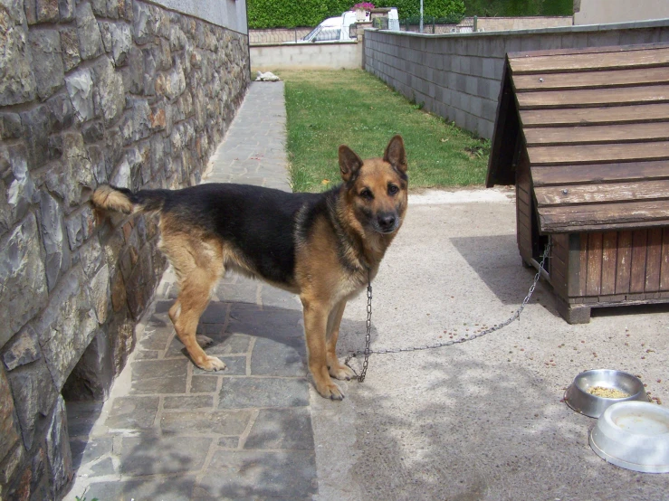 dog tied to a brick wall looking at the camera